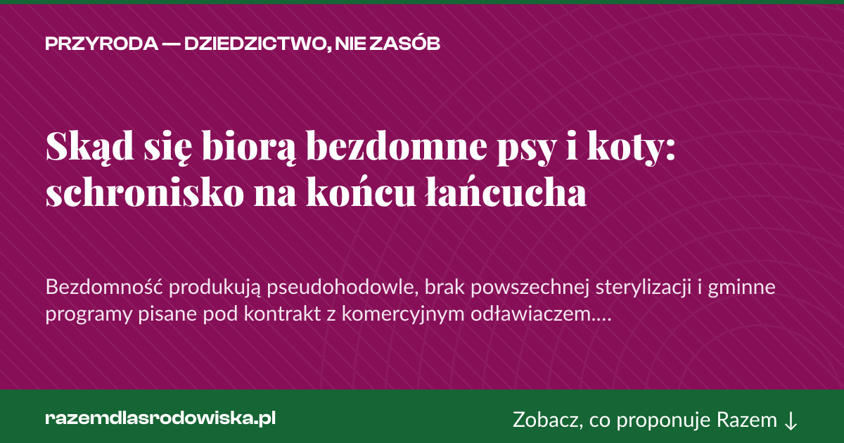 Karta social do udostępnienia: Skąd się biorą bezdomne psy i koty: schronisko na końcu łańcucha