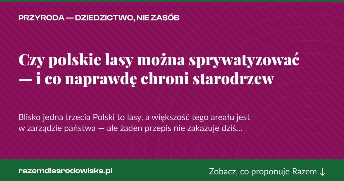 Karta social do udostępnienia: Czy polskie lasy można sprywatyzować — i co naprawdę chroni starodrzew