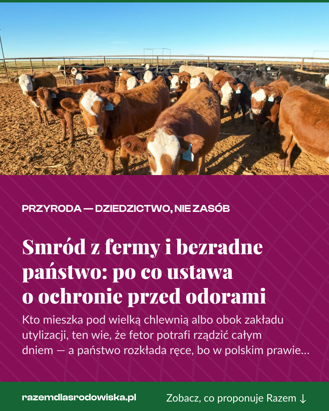 Grafika pionowa do udostępnienia: Smród z fermy i bezradne państwo: po co ustawa o ochronie przed odorami