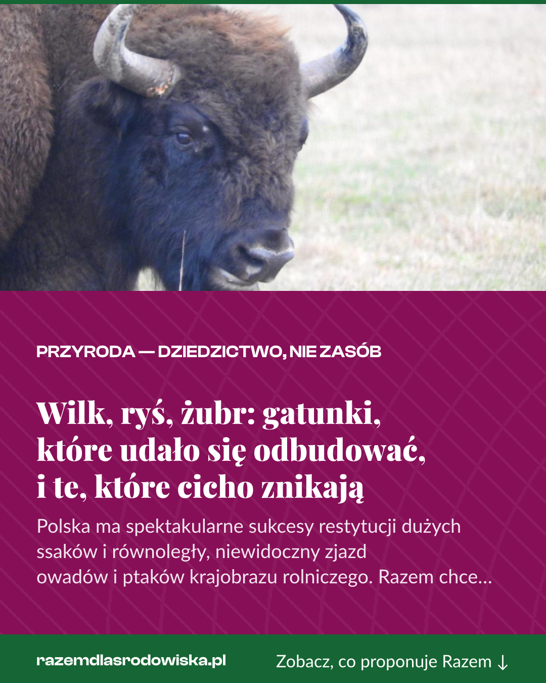 Grafika pionowa do udostępnienia: Wilk, ryś, żubr: gatunki, które udało się odbudować, i te, które cicho znikają