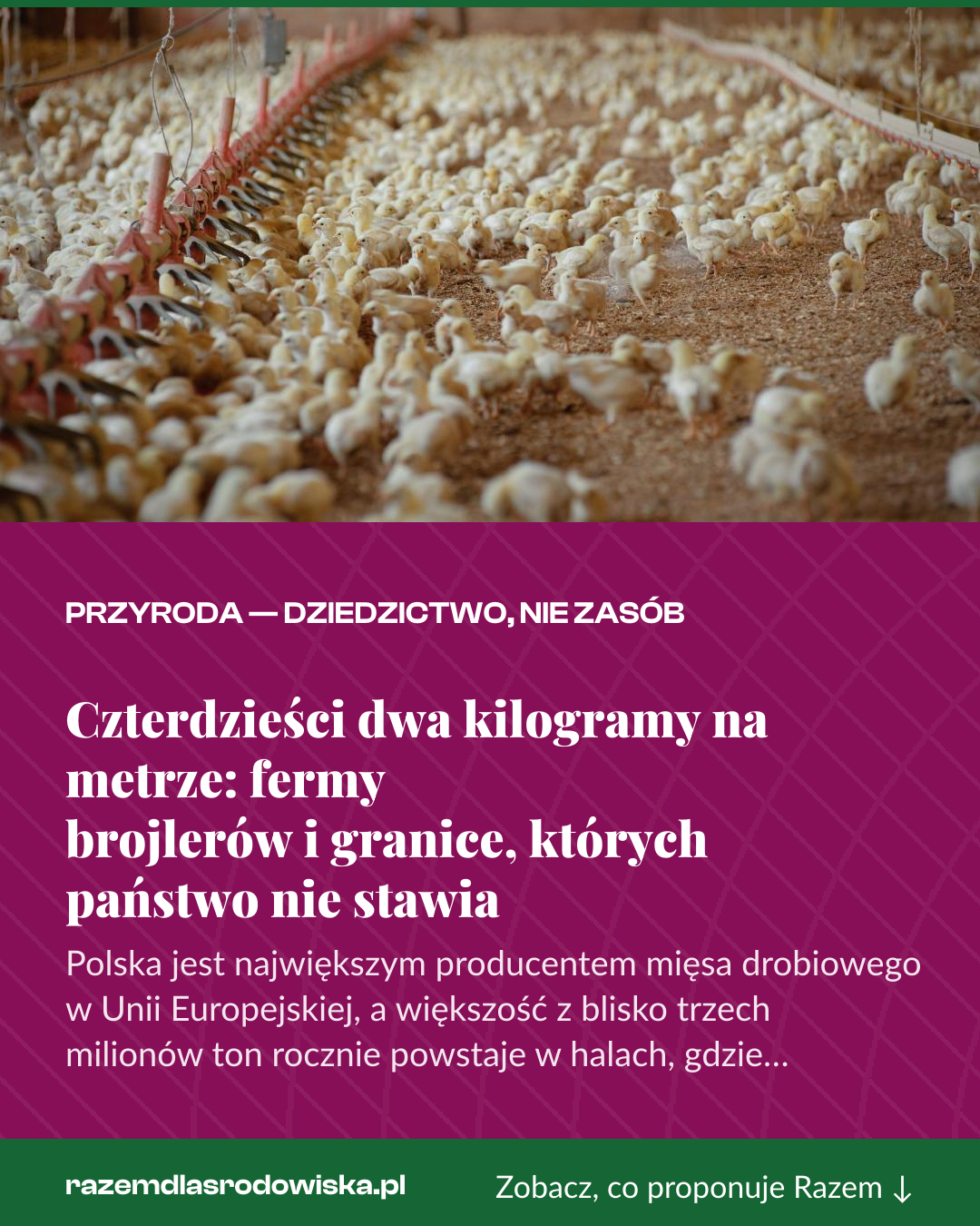 Grafika pionowa do udostępnienia: Czterdzieści dwa kilogramy na metrze: fermy brojlerów i granice, których państwo nie stawia