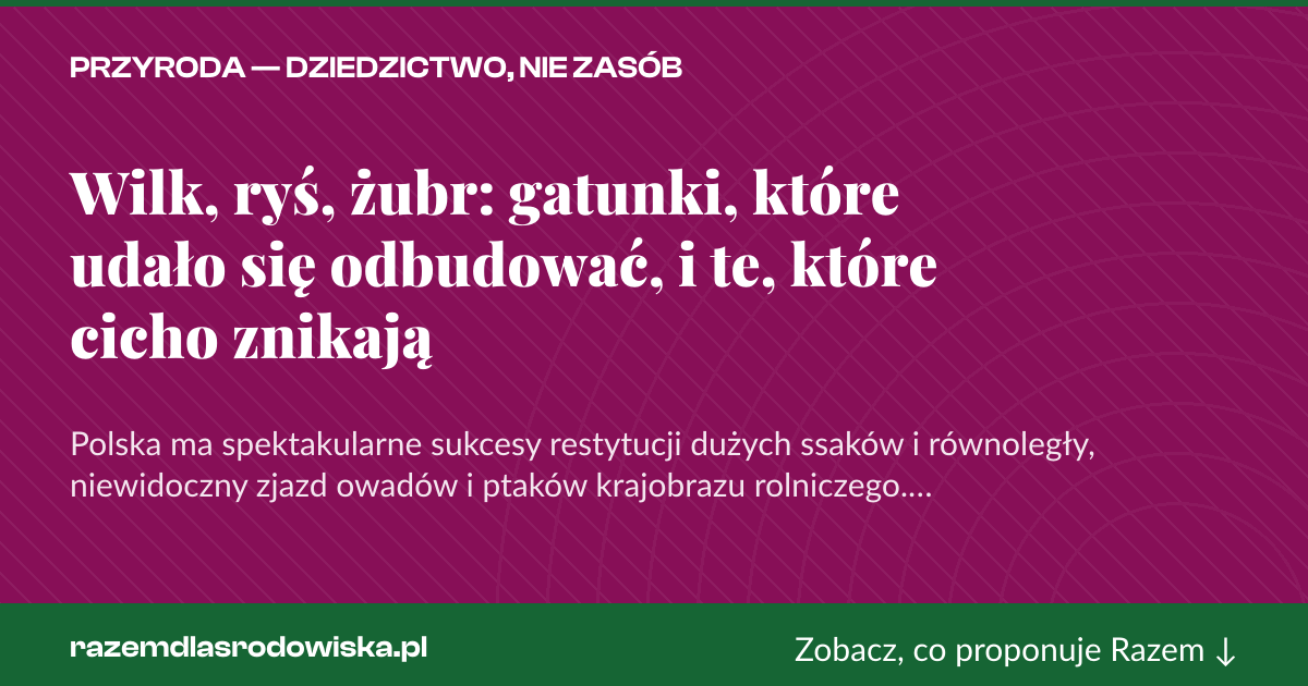 Karta social do udostępnienia: Wilk, ryś, żubr: gatunki, które udało się odbudować, i te, które cicho znikają