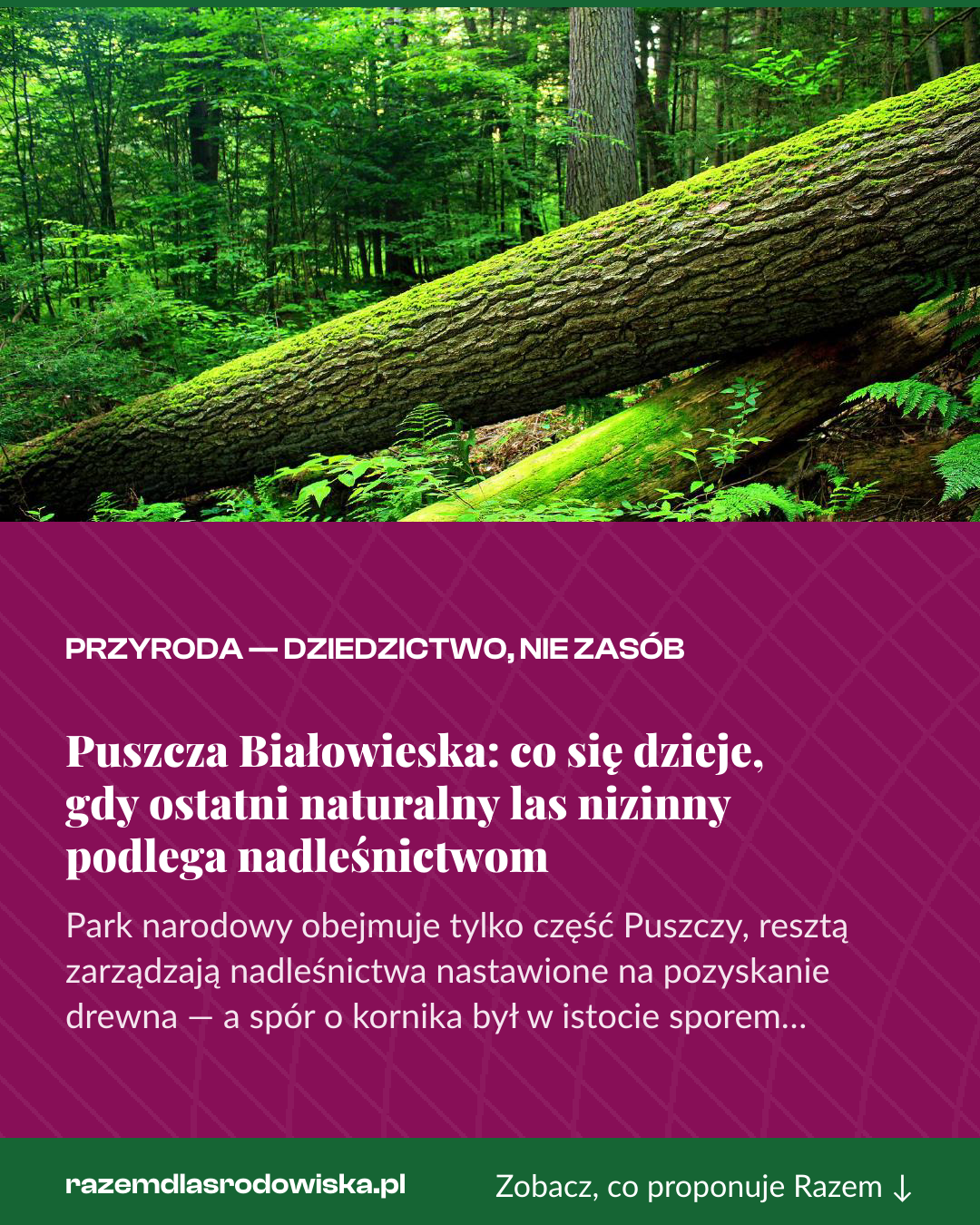 Grafika pionowa do udostępnienia: Puszcza Białowieska: co się dzieje, gdy ostatni naturalny las nizinny podlega nadleśnictwom