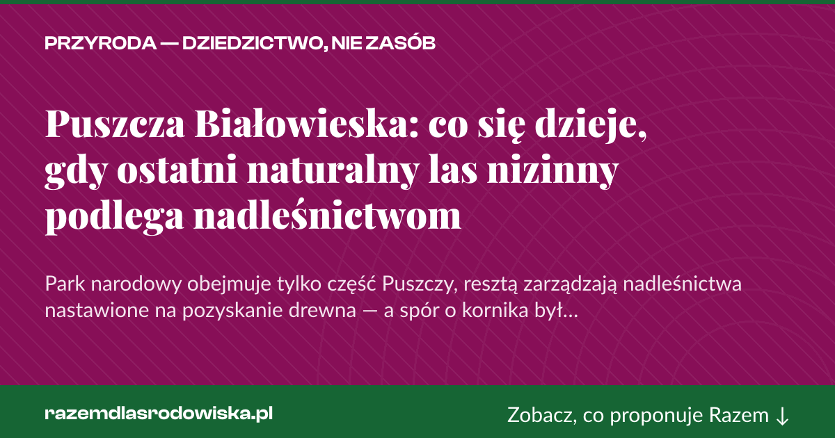 Karta social do udostępnienia: Puszcza Białowieska: co się dzieje, gdy ostatni naturalny las nizinny podlega nadleśnictwom