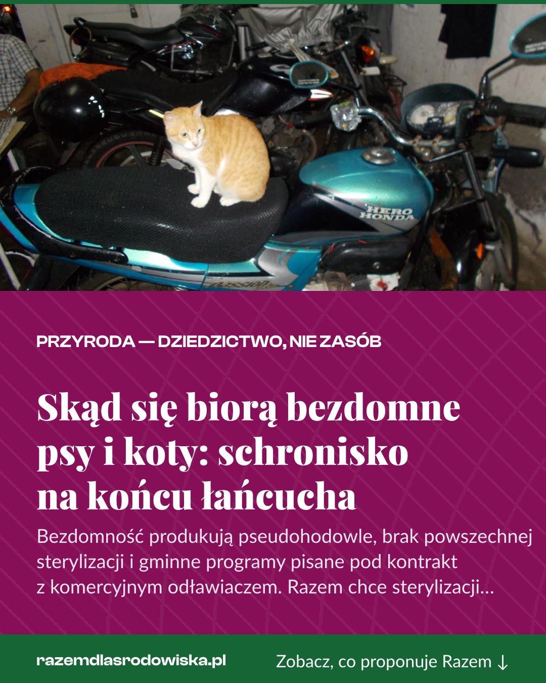 Grafika pionowa do udostępnienia: Skąd się biorą bezdomne psy i koty: schronisko na końcu łańcucha