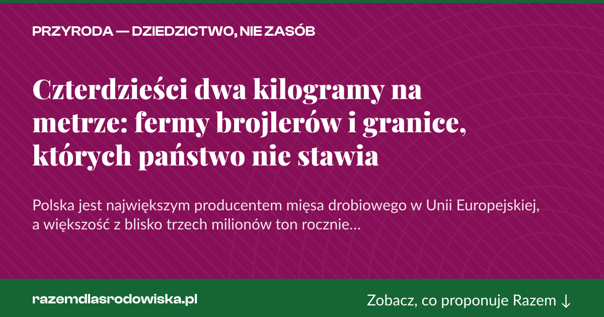 Karta social do udostępnienia: Czterdzieści dwa kilogramy na metrze: fermy brojlerów i granice, których państwo nie stawia
