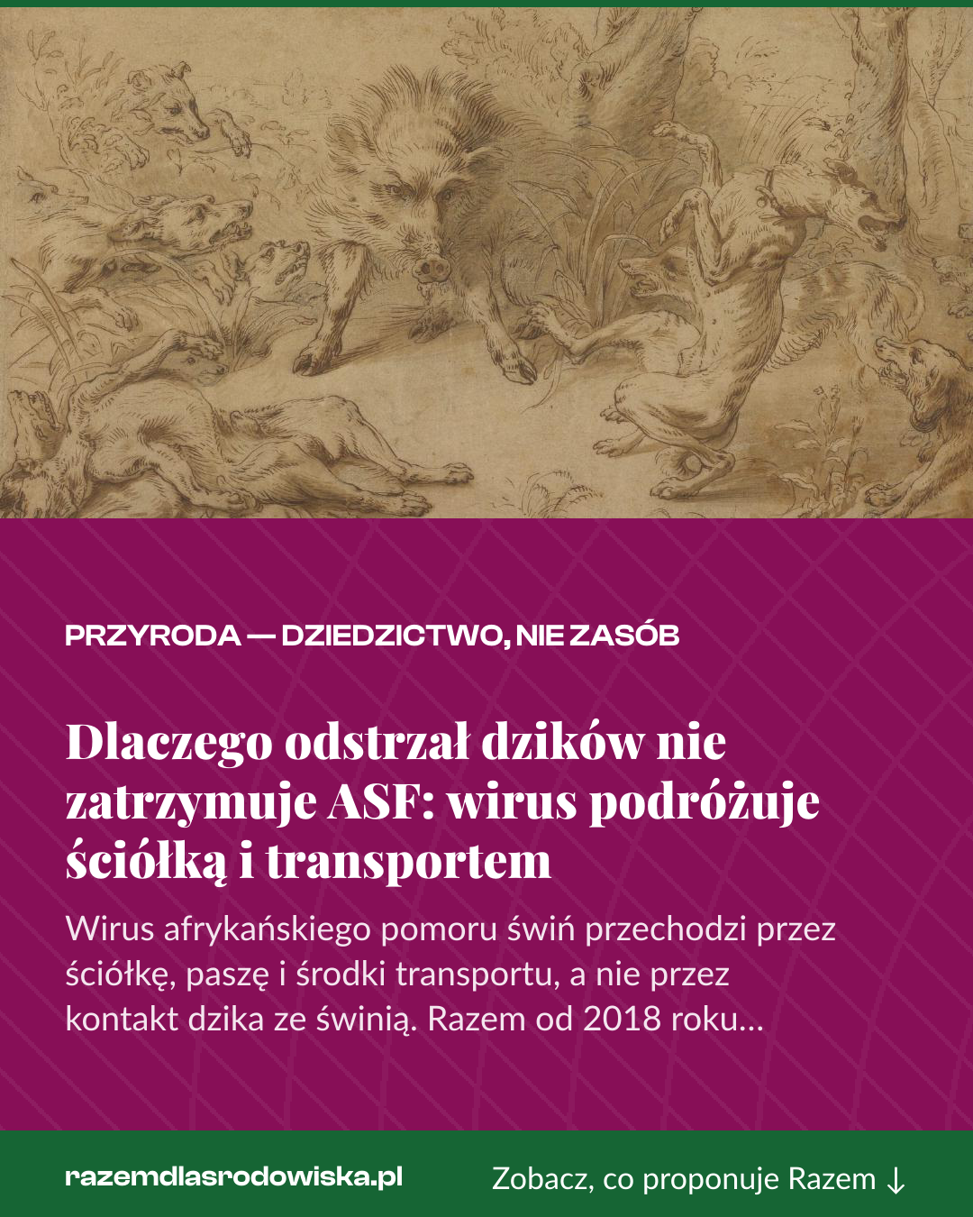 Grafika pionowa do udostępnienia: Dlaczego odstrzał dzików nie zatrzymuje ASF: wirus podróżuje ściółką i transportem
