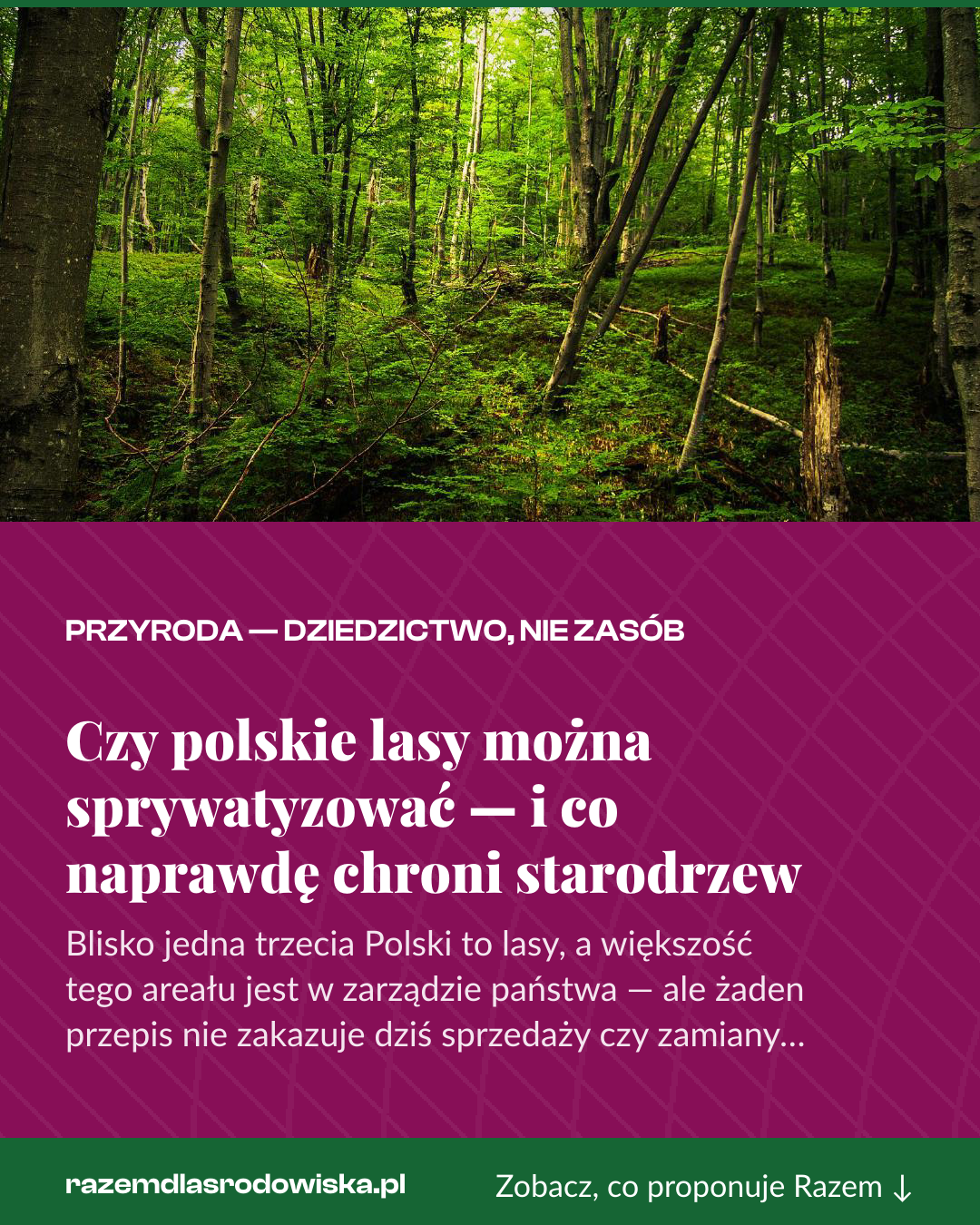 Grafika pionowa do udostępnienia: Czy polskie lasy można sprywatyzować — i co naprawdę chroni starodrzew