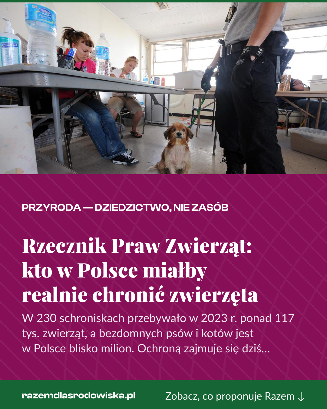 Grafika pionowa do udostępnienia: Rzecznik Praw Zwierząt: kto w Polsce miałby realnie chronić zwierzęta