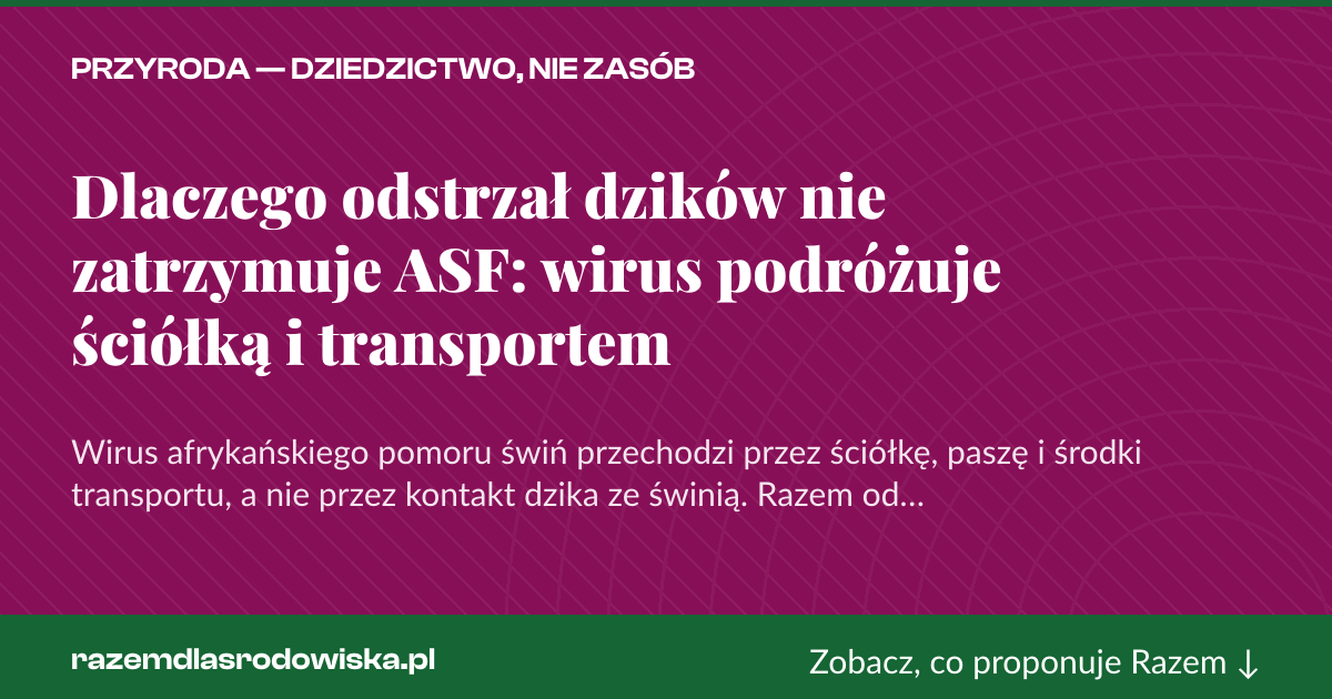 Karta social do udostępnienia: Dlaczego odstrzał dzików nie zatrzymuje ASF: wirus podróżuje ściółką i transportem