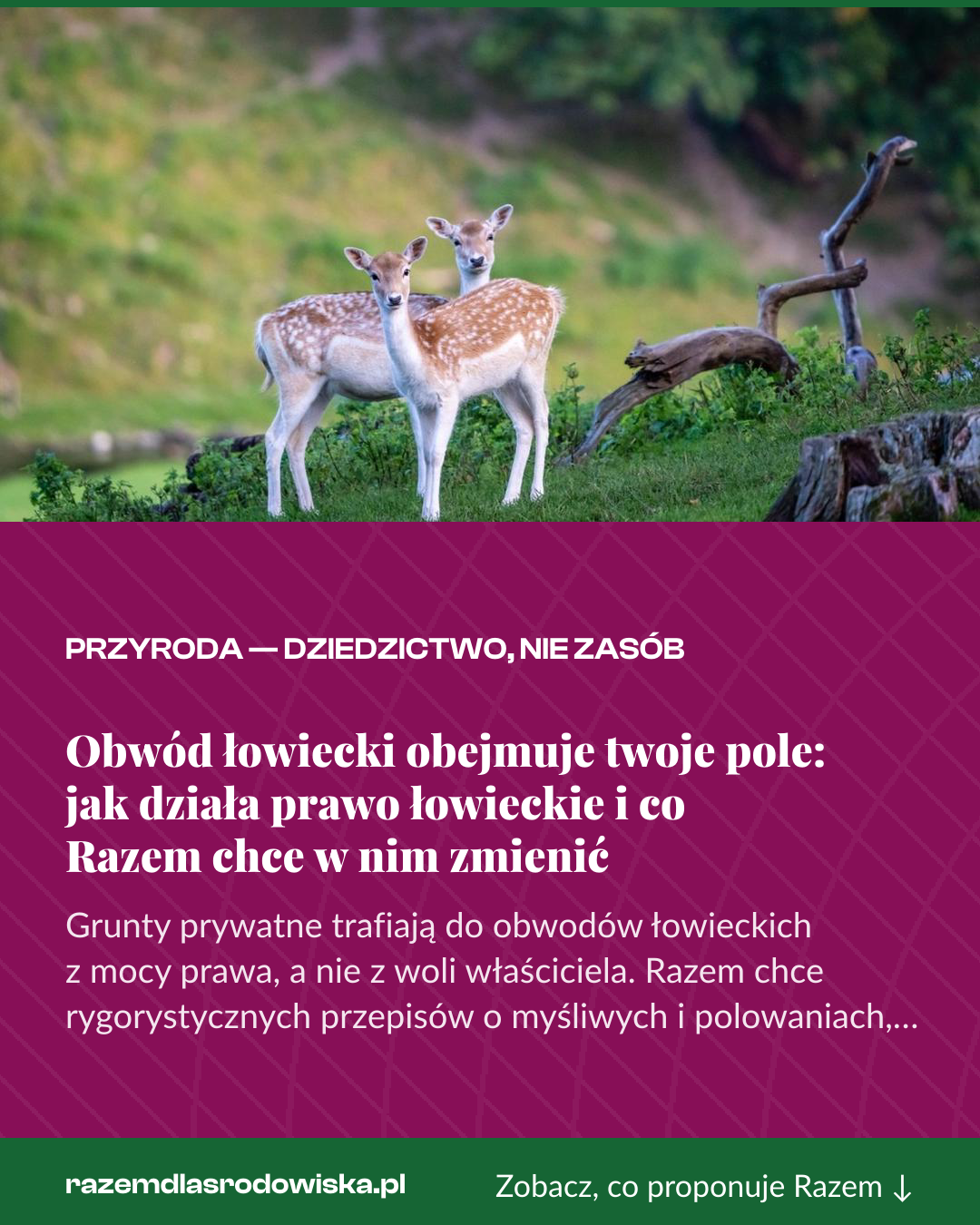 Grafika pionowa do udostępnienia: Obwód łowiecki obejmuje twoje pole: jak działa prawo łowieckie i co Razem chce w nim zmienić