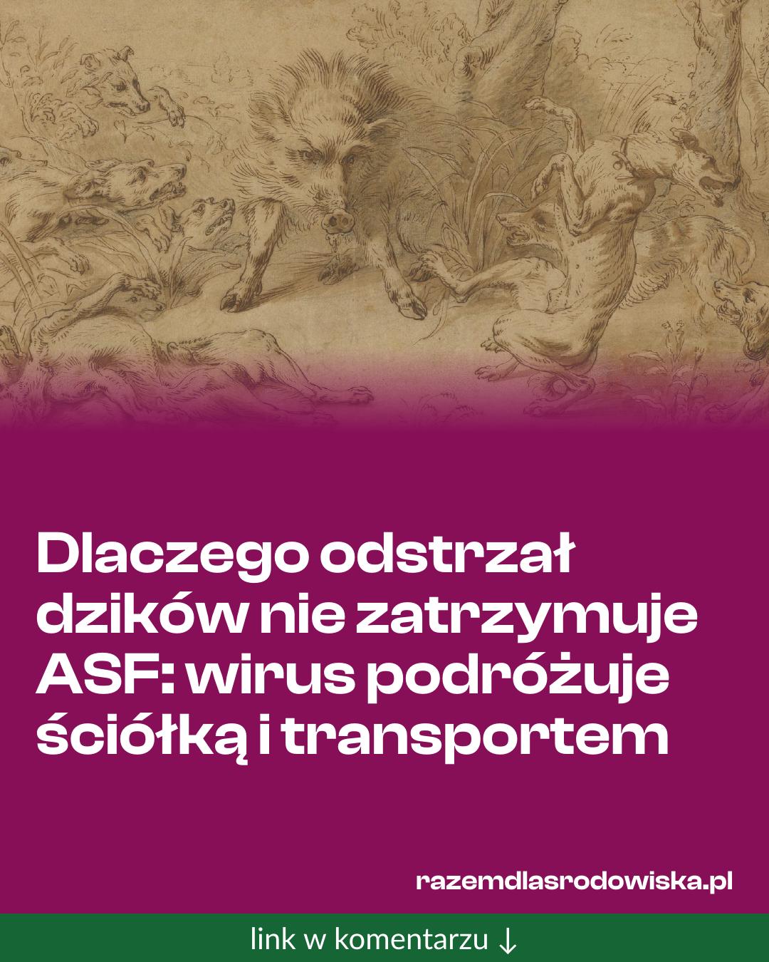 Grafika do udostępnienia: Dlaczego odstrzał dzików nie zatrzymuje ASF: wirus podróżuje ściółką i transportem