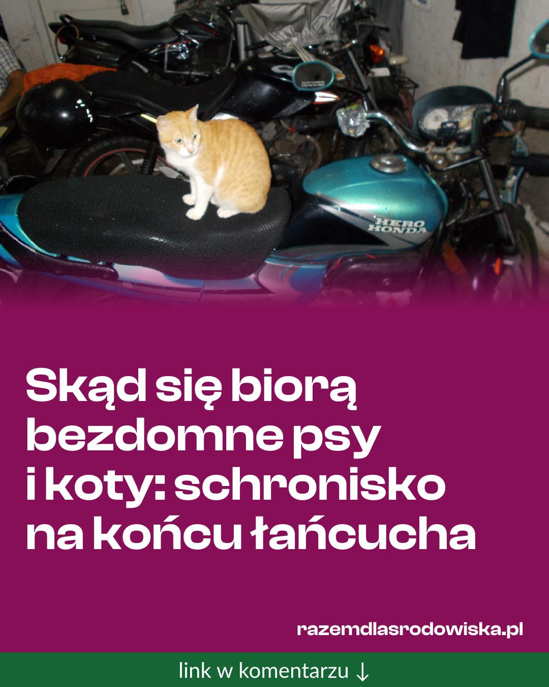 Grafika do udostępnienia: Skąd się biorą bezdomne psy i koty: schronisko na końcu łańcucha