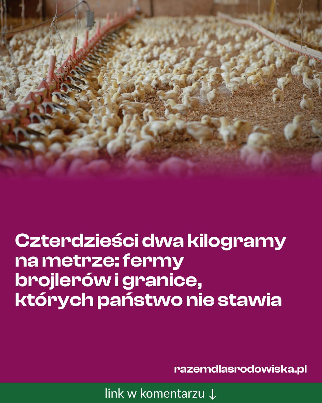 Grafika do udostępnienia: Czterdzieści dwa kilogramy na metrze: fermy brojlerów i granice, których państwo nie stawia