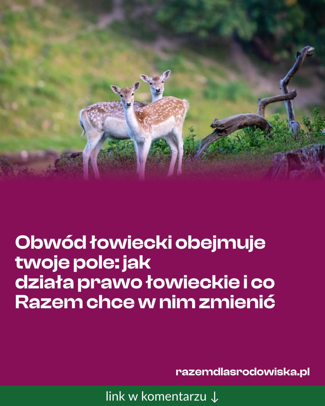 Grafika do udostępnienia: Obwód łowiecki obejmuje twoje pole: jak działa prawo łowieckie i co Razem chce w nim zmienić