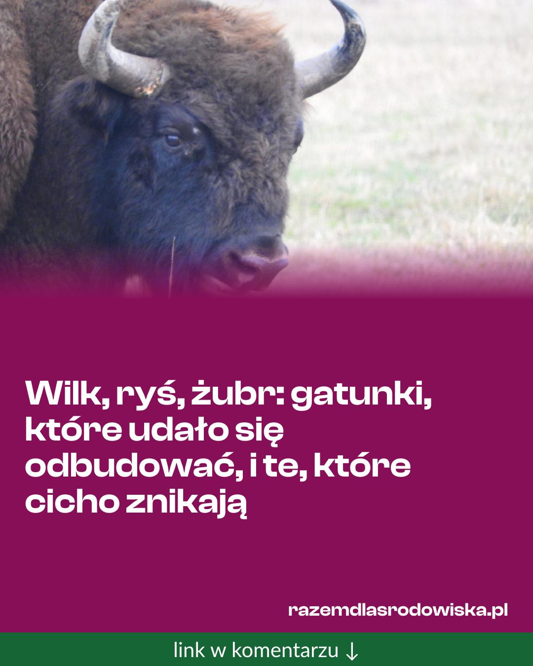 Grafika do udostępnienia: Wilk, ryś, żubr: gatunki, które udało się odbudować, i te, które cicho znikają